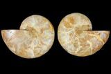Cut & Polished Agatized Ammonite Fossil- Jurassic #131730-1